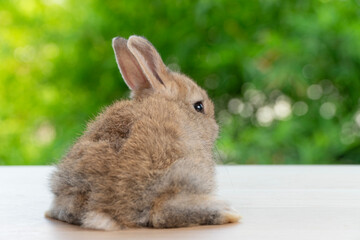 Healthy behind rabbit bunny sitting on wooden sunlight peaceful resting on green bokeh nature background. Lovely cute brown bunny furry rabbit sitting playful on table wood spring summer.Easter mammal