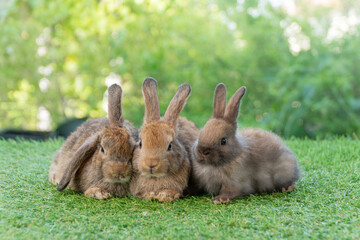 Cuddly furry rabbit bunny brown with family sitting and playful together on green grass over natural background. Group of family baby bunny spring time on lawn. Easter newborn bunny family pet concept