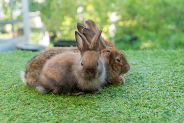 Cuddly furry rabbit bunny brown with family sitting and playful together on green grass over natural background. Group of family baby bunny spring time on lawn. Easter newborn bunny family pet concept