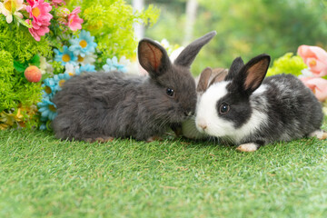 Two adorable fluffy baby bunny rabbit sitting playful together on green grass flowers over bokeh...