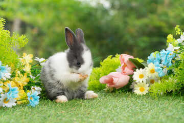 Lovely rabbit ears bunny standing leg paw on green grass with flowers over spring time nature background. Little baby rabbit white grey  bunny curiosity clean paw standing on meadow summer background.