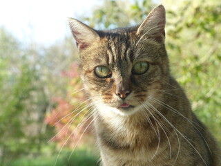 Les yeux du chat