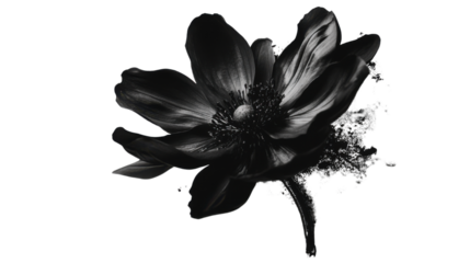 Black flower, transparent background