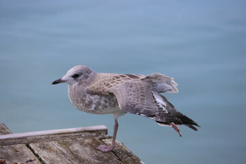 Sweden. The Caspian gull (Larus cachinnans) is a large gull and a member of the herring and lesser black-backed gull complex. 