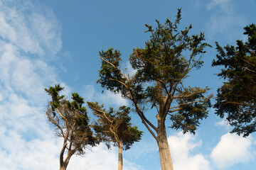 Pins du littoral breton - France