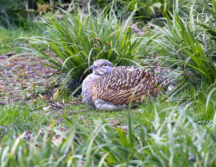 Female great bustard sitting on a nest. Rare species.