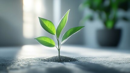 Green Leaf Plant Growth on Coin on White Background