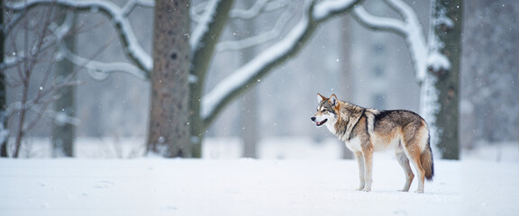 Naklejka premium Wolf standing alert in snowy winter forest landscape