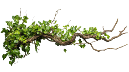 Ivy vine transparent background