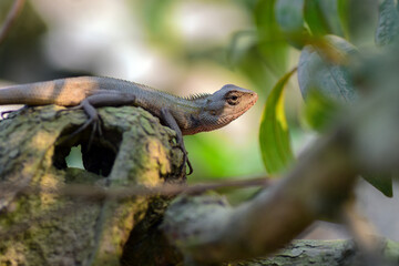 A vibrant garden lizard, adorned with shades of green and brown, is basking in the warm sunlight, perched gracefully on a rock amidst the lush greenery of the garden, soaking up nature's warmth