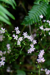 Crisp Purple Flowers