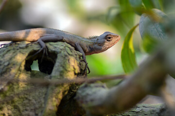 A vibrant garden lizard, adorned with shades of green and brown, is basking in the warm sunlight, perched gracefully on a rock amidst the lush greenery of the garden, soaking up nature's warmth