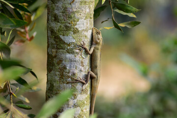 A vibrant garden lizard, adorned with shades of green and brown, is basking in the warm sunlight, perched gracefully on a rock amidst the lush greenery of the garden, soaking up nature's warmth