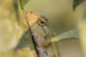 A vibrant garden lizard, adorned with shades of green and brown, is basking in the warm sunlight, perched gracefully on a rock amidst the lush greenery of the garden, soaking up nature's warmth