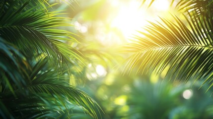 Close-up of green palm leaves glowing under sunlight