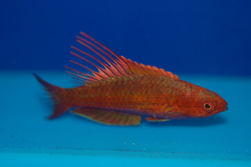 Blue Flasher Wrasse (Paracheilinus cyaneus)