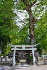 Fototapeta premium 布施神社