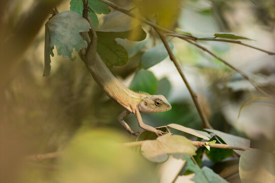 A vibrant garden lizard, adorned with shades of green and brown, is basking in the warm sunlight, perched gracefully on a rock amidst the lush greenery of the garden, soaking up nature's warmth