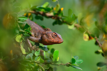 A vibrant garden lizard, adorned with shades of green and brown, is basking in the warm sunlight, perched gracefully on a rock amidst the lush greenery of the garden, soaking up nature's warmth