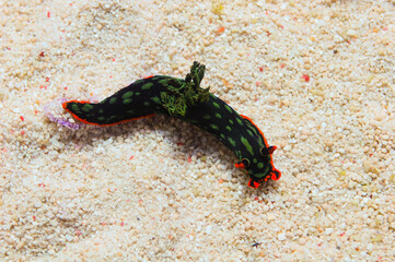 Cristate Neon Slug, Nembrotha cristata