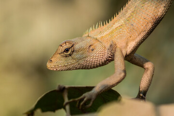 A vibrant garden lizard, adorned with shades of green and brown, is basking in the warm sunlight, perched gracefully on a rock amidst the lush greenery of the garden, soaking up nature's warmth