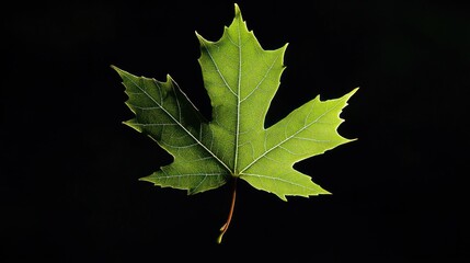 Fototapeta premium A close-up of a green maple leaf against a black background, highlighting its intricate details.