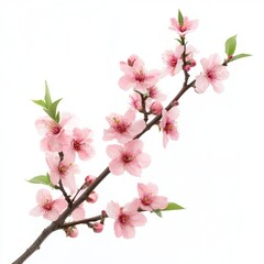 Obraz premium Peach blossom tree branch isolated on white background