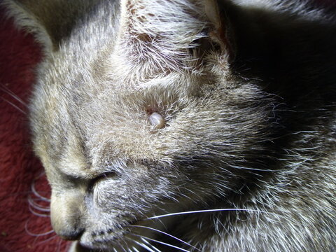 Parasite du chat