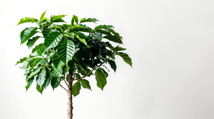 Obraz premium A healthy coffee tree displays lush green foliage and a strong trunk, creating a calming presence against the white background