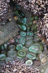 Tidepool in Washington State