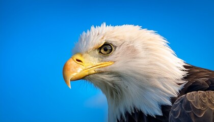 Obraz premium american bald eagle