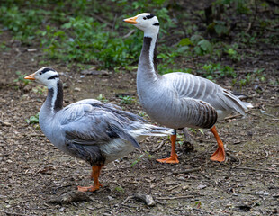 Pair of bar headed geese.