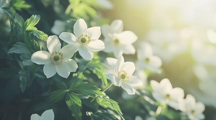 Obraz premium Delicate White Flowers Basking In Sunlight
