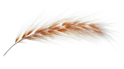 Wheat stalk transparent background