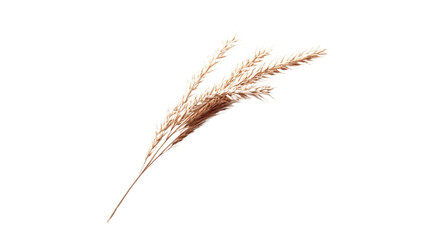 Fototapeta premium Wheat stalk transparent background