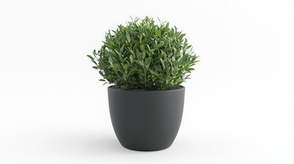 A round green plant in a modern black pot, enhancing indoor decor and ambiance.