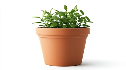 A small potted plant in a terracotta pot, symbolizing growth and nature.