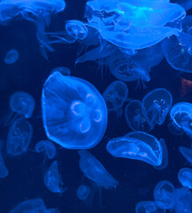 Graceful jellyfish floating in a serene aquarium 