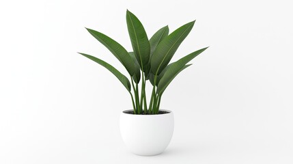 A green plant with long leaves in a simple white pot against a plain background.
