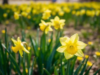 Fototapeta premium Vibrant yellow daffodil flowers blooming in a vast field on a sunny day, spring, daffodil, nature