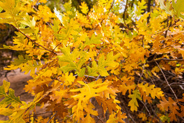 Yellow foliage during autumn