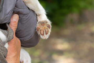 A dog's paw and a man's hand.A dog gives a paw to a man.The concept of friendship and trust between a man and a dog.