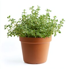 Fototapeta premium A potted thyme plant isolated on white background
