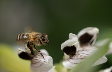 Close-up of a honeybee flying towards the flowers of a bean plant. There is plenty of space for text in the background.