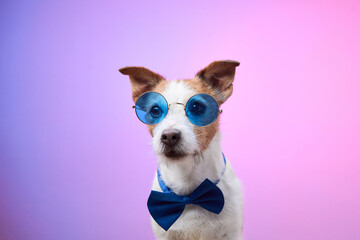 A Jack Russell Terrier sits calmly wearing blue sunglasses and a blue bow tie against a purple and pink gradient background. The photo highlights the dog composed and stylish personality.