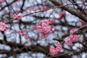 梅の花