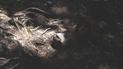 New zealand native forest tree roots intricate tangled