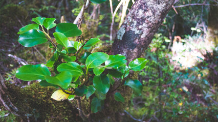 New Zealand nature flora plants foliage close up forest native bush