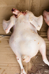 Overhead view of plucked raw whole organic chickens, top view of large raw organic chicken on a brown background