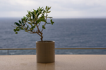 A small olive tree with fruits grows in a pot. The pot with the olive tree stands on the table...
